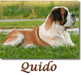 Quido link